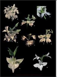 Image result for Habenaria petitiana