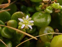 Image result for Polycarpon