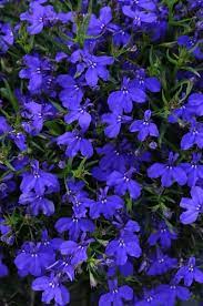 Lobelia Erinus Magadi Basket Dark Blue Lobelia Flowers Blue Garden Plants