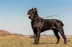 Black formentino and blue puppy's. How Much Does A Cane Corso Cost Are These Dogs Expensive
