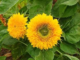 Image result for Helianthus annuus