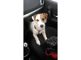 Your bulldog is original ? Annonces Carlin Croise Jack Russel Pointvente Fr