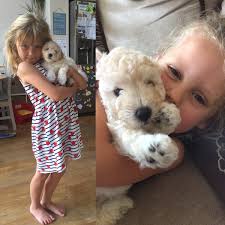 We did not find results for: Scott Miller On Twitter Meet Skully The Newest Addition To The Miller Household Cutestpuppyever Vetonthehill Puppy Puppies