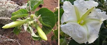 Image result for Ipomoea albivenia