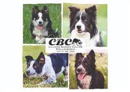 Border Collie In All Ads In Western Cape Junk Mail