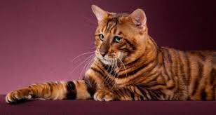 Please do visit our website to learn more about this gorgeous breed of domesticated cat. Toyger