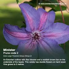 Clematis pruning can be complicated. Worlds View Clematis Clematis Nursery South Africa Pretoria Plants Growing Pruning Wholesale A To Z Plants Clematis Prune