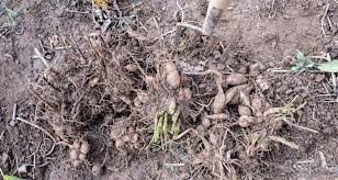 Place the potted up tubers in a sunny location, such as a sunny windowsill or sunroom, or under grow lights. Digging And Storing Dahlia Tubers My Garden Life