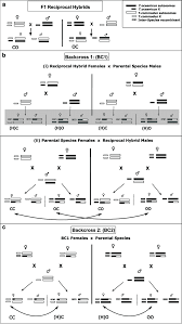Schematic Of The Cross Design Letters Below The Crosses Indicate Download Scientific Diagram