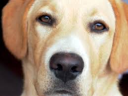 Can I Bring My Pet On Southwest Families Fly Free By Go To Travel Gal