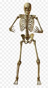 Hello, outlander anatomy students, and welcome to today's anatomy lesson #39, the human skeleton. Skeleton Illustration Human Skeleton Anatomy Drawing Bone Skeleton Monochrome Head Png Pngegg
