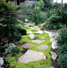 Epingle Sur Plantes Couvre Sol