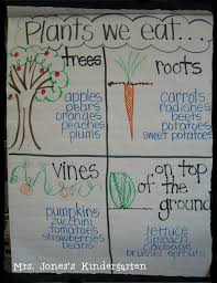 plants anchor chart kindergarten chaos