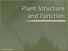 Cells function similarly in all living organisms. This Powerpoint Presentation Contains 38 Slides On The Following Topics Powerpoint Presentation Structure And Function Photosynthesis And Cellular Respiration