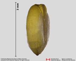 Image result for Eriochloa meyeriana