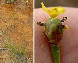 Image result for Xyris aristata