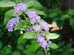 Duranta erecta is a species of flowering shrub in the verbena family verbenaceae, native from mexico to south america and the caribbean. Duranta Erecta Wikipedia