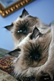 By sarah (glasgow) my male cats are not neutered and my older male cat is 4 and he keeps holding my other male cat down by the fur on his kneck what does this mean? Neutered Male Cat Mounting Other Male Cats Thriftyfun