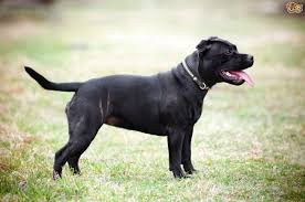 See more ideas about dogs, staffordshire dog, staffordshire bull terrier. Staffordshire Bull Terrier Dog Breed Facts Highlights Buying Advice Pets4homes
