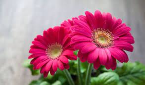 خلفيات ورود وزهور بالصور جديدة عالم الصور beautiful pink flowers gerbera flower flowers
