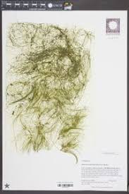 Image result for Websteria confervoides