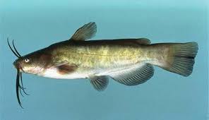 That is one species that i have never yep neolamp i consider bullhead catfish to be the perfect aqaruim fish and. Bullhead Catfish Britannica