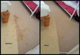 Get rid of fruit flies. How To Remove Vomit Stains From Carpet