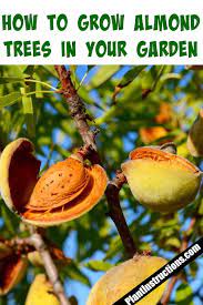 How To Grow Almonds Fruit Trees Backyard Growing Fruit Trees Fruit Garden