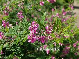 Image result for Indigofera hedyantha