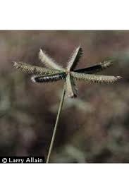 Image result for Dactyloctenium aegyptium