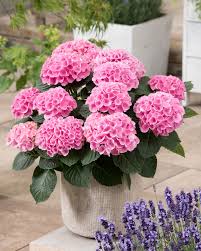 Image result for Hydrangea macrophylla
