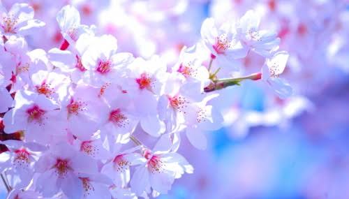 「桜 無料写真」の画像検索結果"