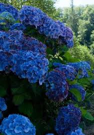 Rosinante Blaue Hortensien Hochzeit Garten Pflanzen Und Bluhende Pflanzen