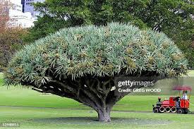 Image result for Dracaenaceae