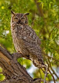 Birds Native To Colorado Springs Owls Nightjars Great Horned Owl Colorado Springs Great Horned Owl Owl Animals Wild