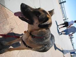 Look at pictures of puppies in virginia beach who need a home. My Bestfriend My German Shepherd Vicious