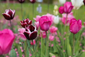 All structured data from the file and property namespaces is available under the creative commons cc0 license; Tulpen Blutezeit Und Pflege Plantura