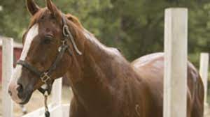 Starting The Older Horse The Horse Owner S Resource