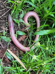 What is the species of the large earthworm found in Virunga NP, DRC?