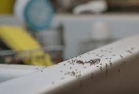 Carpenter ants are among the ants that live in wall cavities, chewing lumber into sawdust and using the sawdust to help build their nests. The Difference Between Nuisance Ants And Carpenter Ants