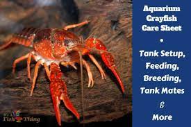 Aquarium Crayfish Care Feeding Breeding And Tank Setup Freshwater Aquarium Fish Aquarium Fish Breeding