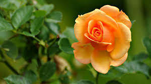 Image result for images of rose hd