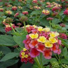 Lantana Camara Confetti Confettii Lantana Lantana Plant Lantana Plants