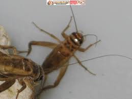 We have live crickets for sale to fulfill the needs for your bearded dragon, leopard gecko, and any other cricket eating pet. Cricket Pasta Yum Eating Live Crickets As Human Food