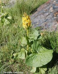 Image result for Ligularia sibirica