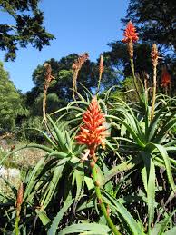 Image result for Aloe arborescens