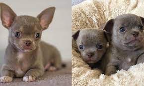 5 Ways To Extend Your Chihuahua S Life Span Doggiebuzz