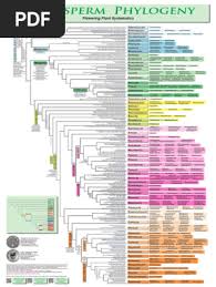 Image result for Otiophora pycnostachys