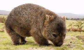 einzigartige und gefahrliche tiere in australien loving australia wombat animals australian native animals