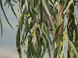Image result for Eucalyptus sp.
